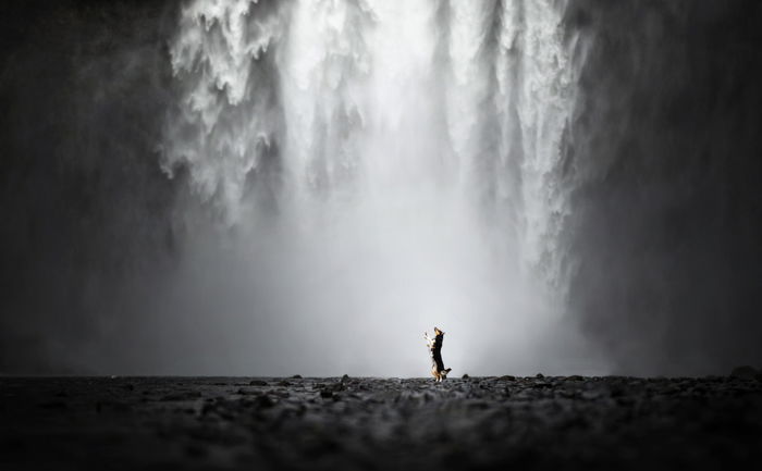 A dog in an atmospheric landscape