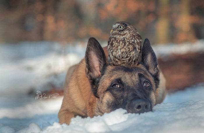 A bird on a dog, both of them sitting in the snow. 