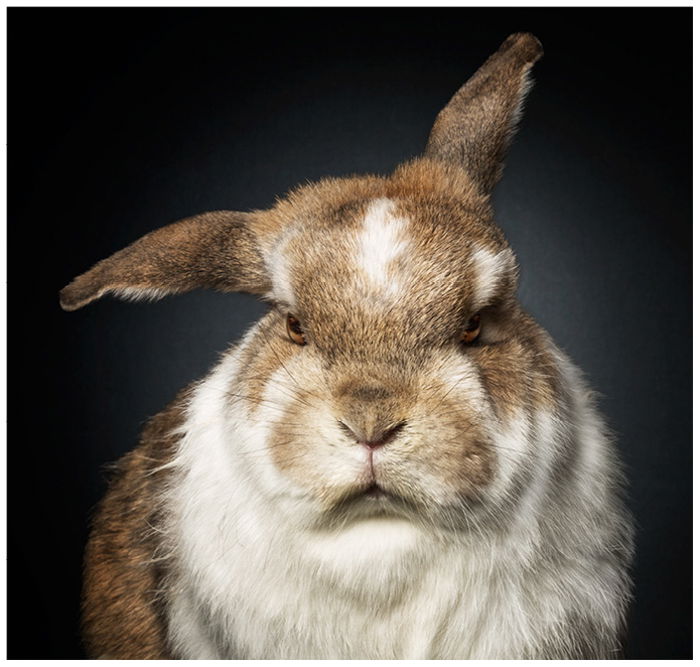 A close up of a fluffy bunny with a grumpy face