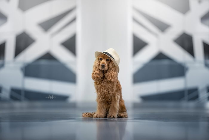 A cute brown dog in a hat