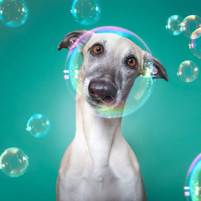 A close up of a dog surrounded by Bubbles