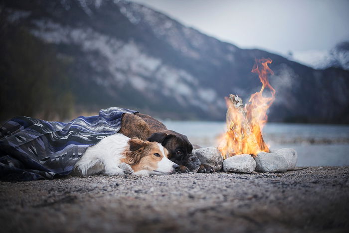 Two dogs lying down at a fire