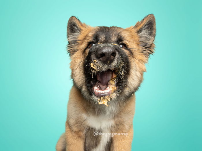 Portrait of a puppy with peanut butter on its face