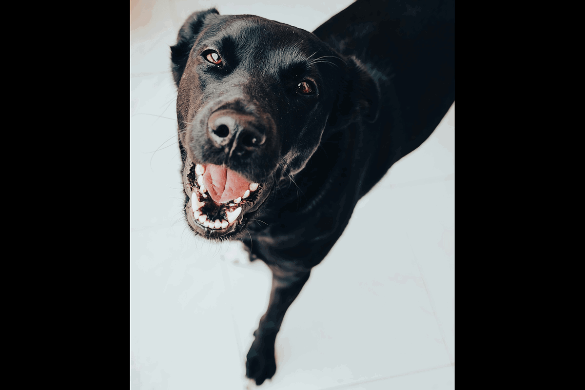 Black dog photo shot from above for creative pet photography