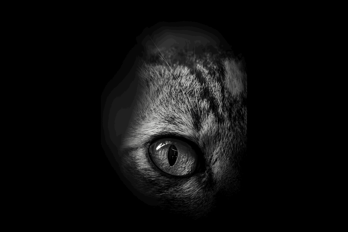 Cat eye close-up for pet photography