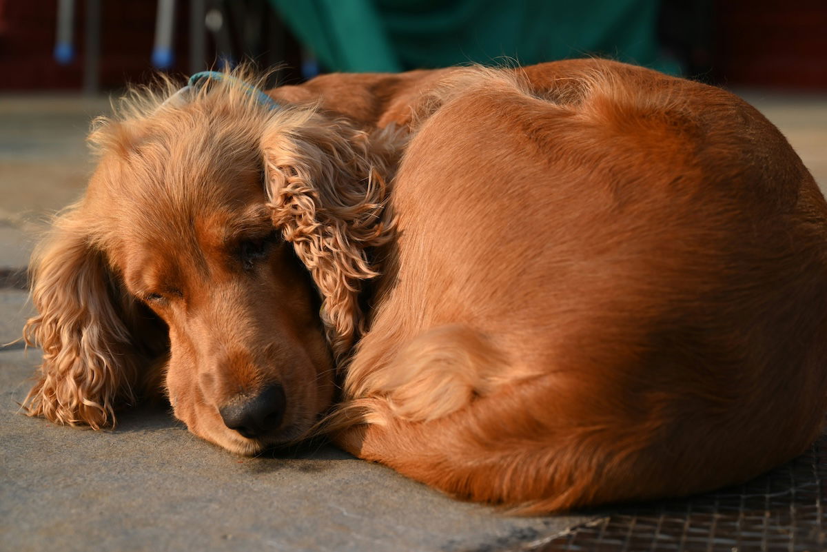 A golden cocker spaniel sleeping for pet photography