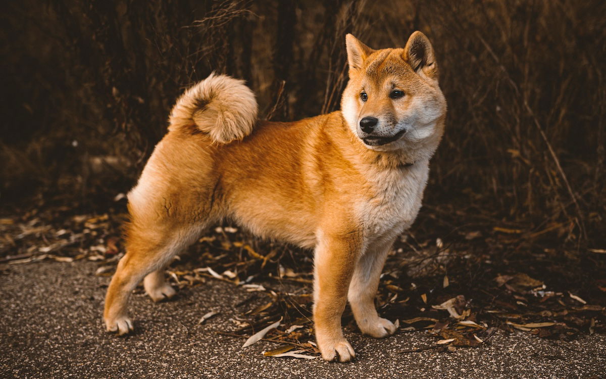 Dog standing for a pet photography portrait outside