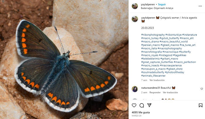 Macro photo of a butterfly by Alperen Yayla