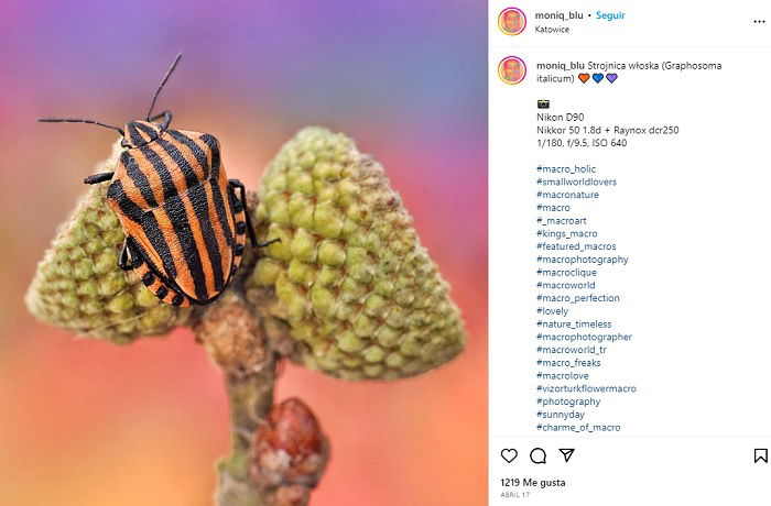 Macro shot of a shield bug on a flower