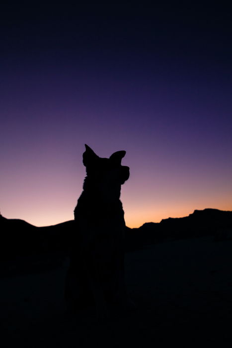 A silhouette of a black dog