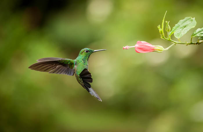 Wildlife photography of a hummingbird with fast shutter speed