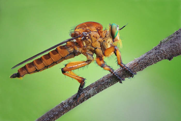 A macro photography of an insect