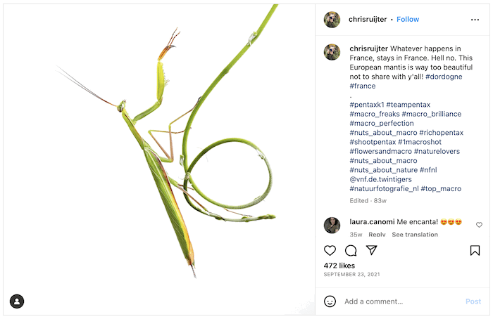 Screenshot of Chris Ruijter's Instagram with a stick insect