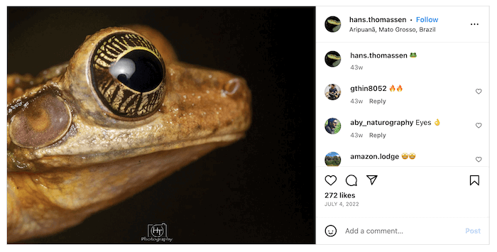 Screenshot of Hans Thomassen's Instagram account with a close-up of a frog