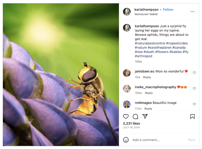 A bee on flowers being shared on Instagram, with a caption, username, and the number of likes and comments. 