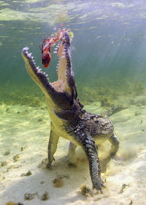 A crocodile eating a fish