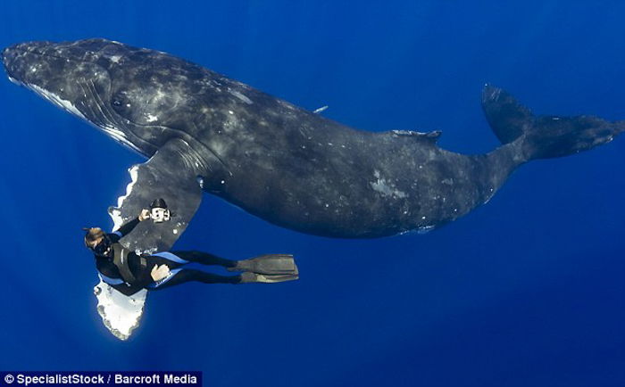 A whale swimming with a diver