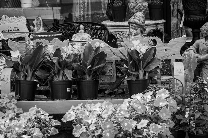 Monochrome photo flowers garden center