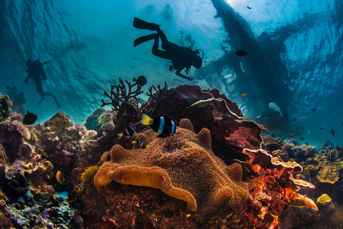 Underwater photography of a diver in the deep sea surrounded by magical creatures