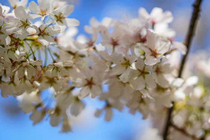 cherry blossoms shot with a shallow depth of field