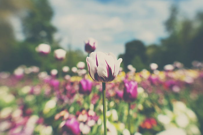 Tulip with lensbaby selective focus