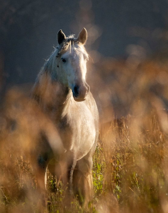 wild horse shot with a shallow depth of field