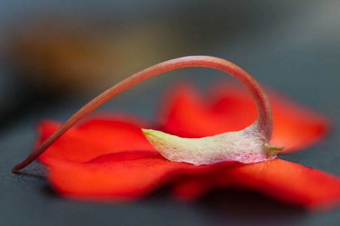 red impatiens