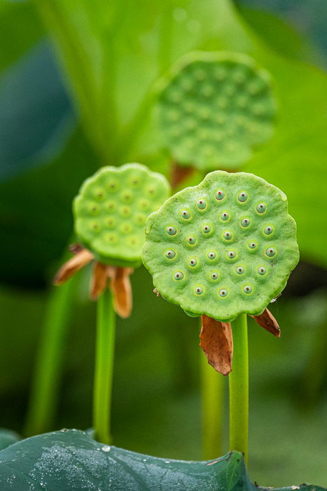 Lotus pods different depth of field