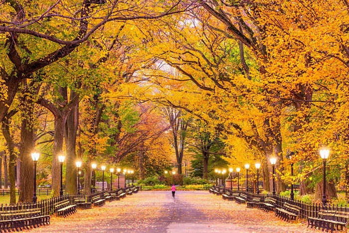 a photo of central park new york city in the autumn as a runner jogs through