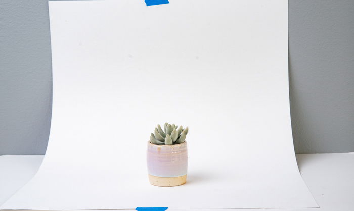 A succulent plant against a white background