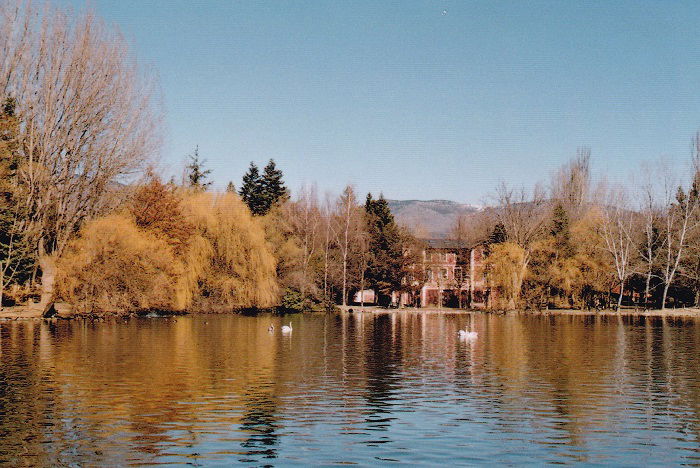 Colorful lake scene in winter with swans