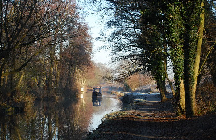 image of a forest by a river