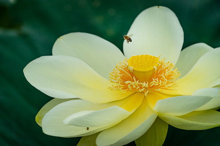 image of a Lotus flower with a flying bee