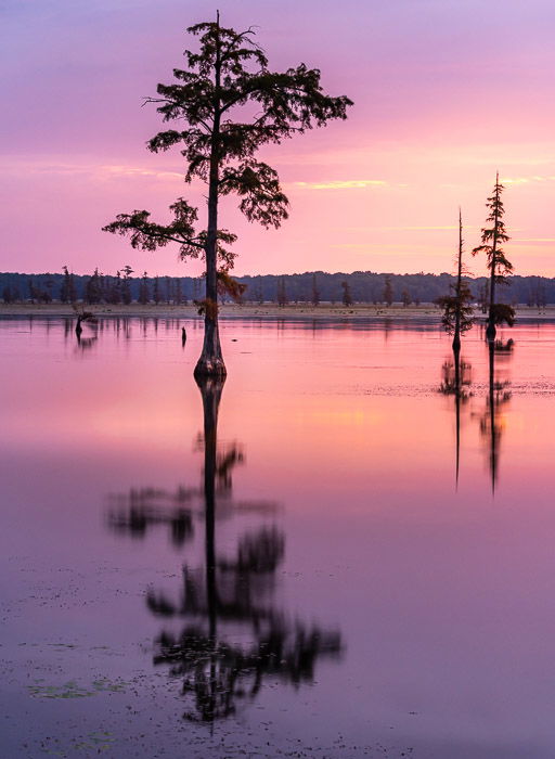 A beautiful pink sunset with trees reflected in water to show best landscape photography settings