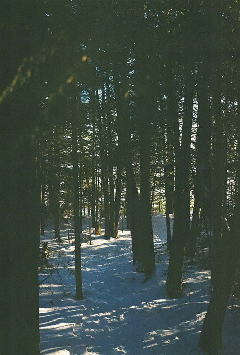 grainy image of a forest with snow