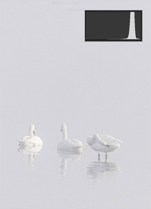 a high key and low contrast image of three swans in a lake