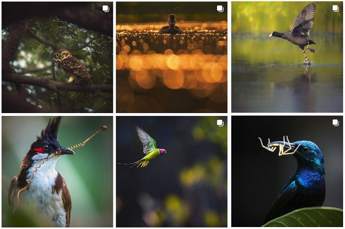 a screenshot of bird photographer Aparupa Dey instagram portfolio