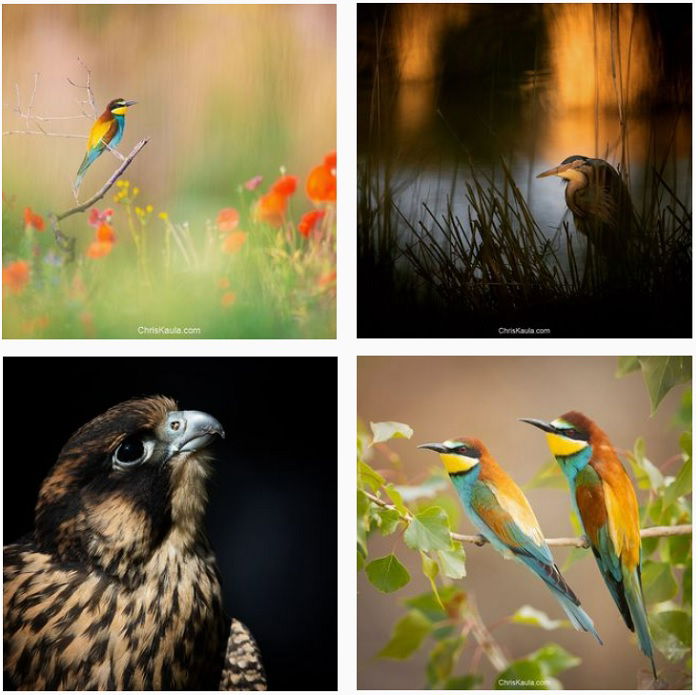 a screenshot of bird photographer Chris Kaula instagram portfolio