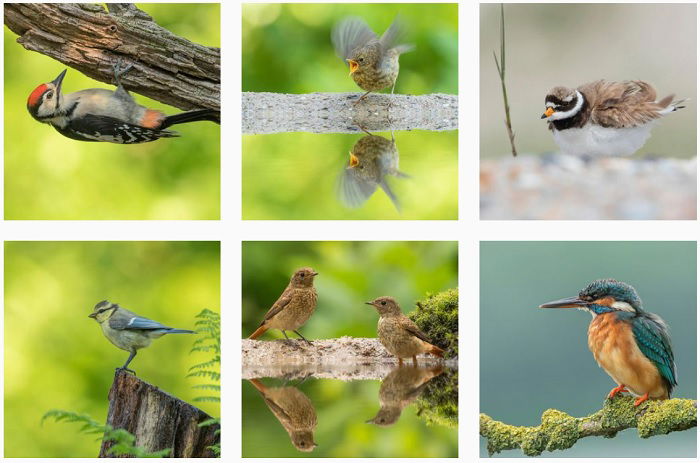 a screenshot of bird photographer Rob Van Mourick instagram portfolio