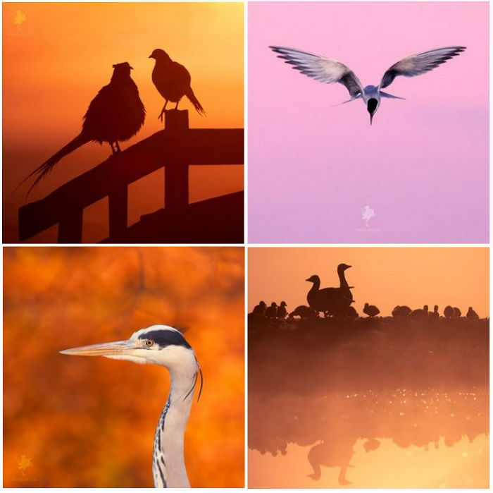 a screenshot of bird photographer Roeselien Raimond instagram portfolio