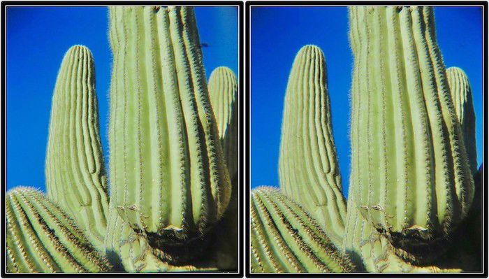 3D stereo photo of green cactuses