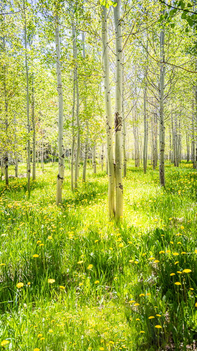 aspen trees vertical panorama