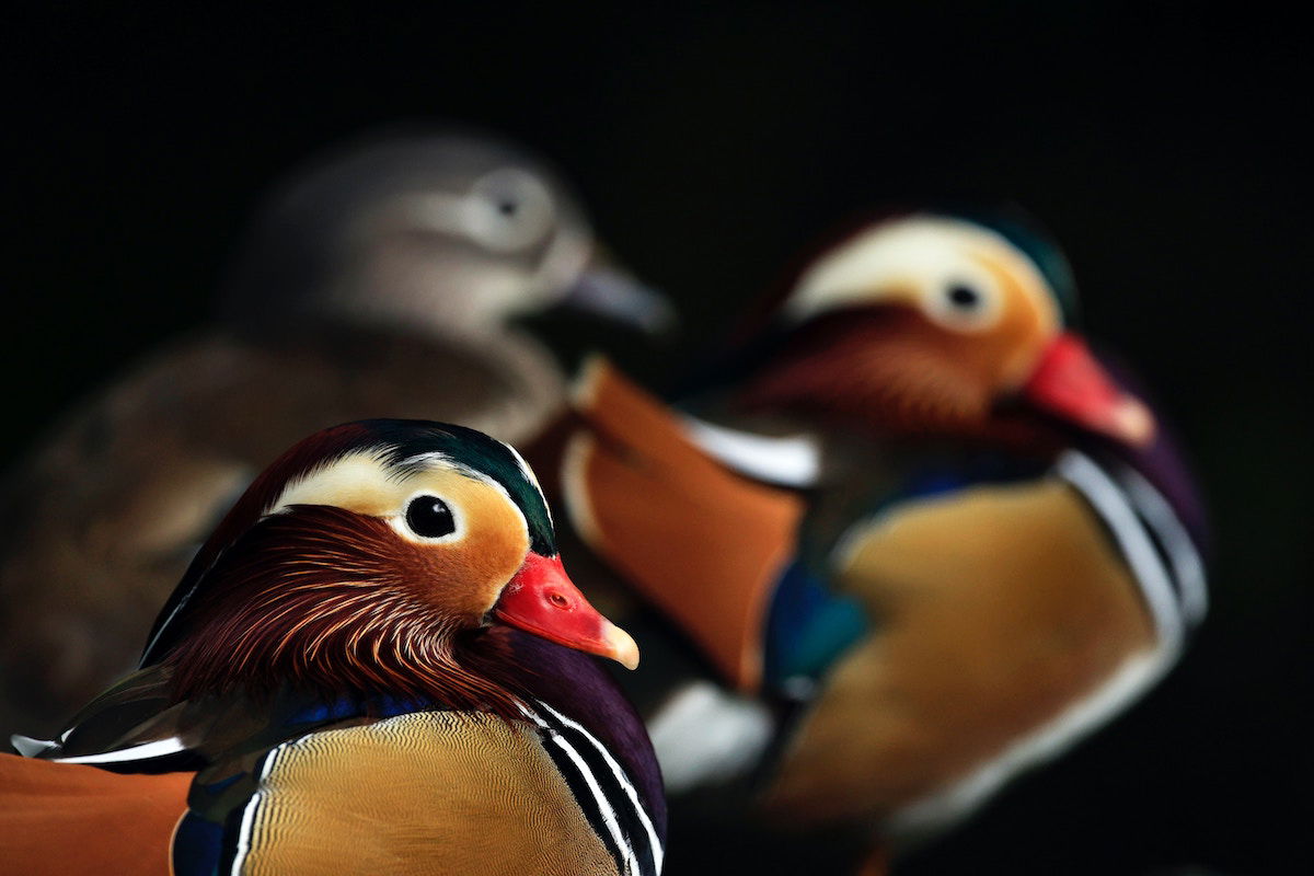 Colorful close-up of a mandarin duck with two other ducks blurred in the background