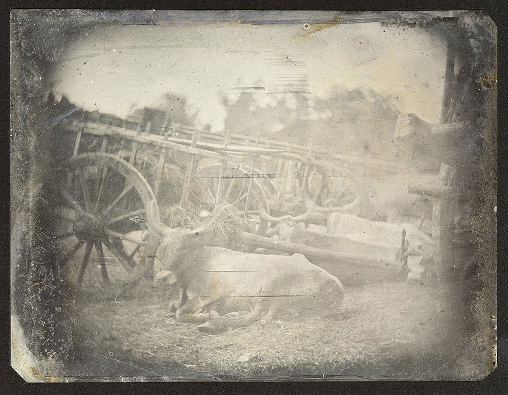 wet plate photo of an ox and cart