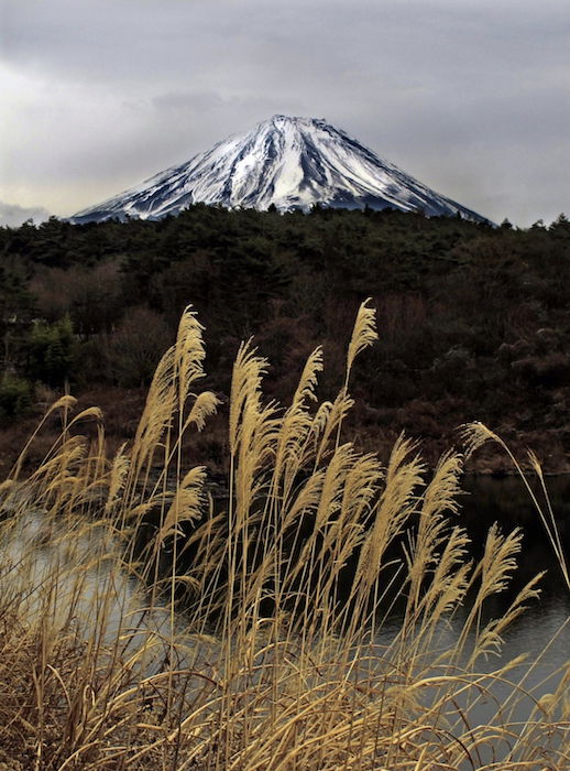 wheat grows in front of a snow-capped mountain - landscape photography