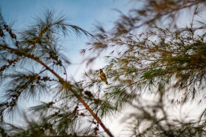 A small bird in focus in a tree.