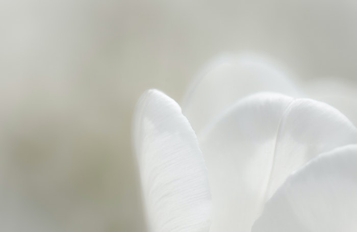 Close-up macro photo of four white flower petals in focus with a blurred green background