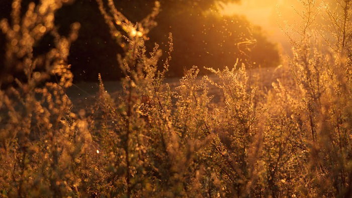 photography slang representing golden hour