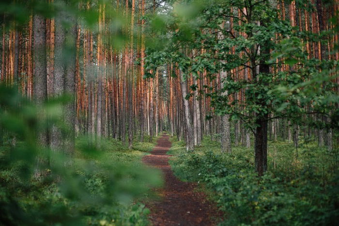 image of a long and narrow woodland path