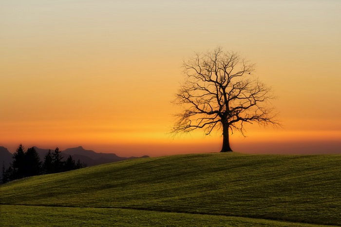 bare tree on a green landscape with a sunset in the background